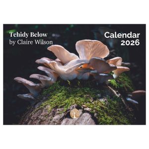 Tehidy Below- Stillness and Light