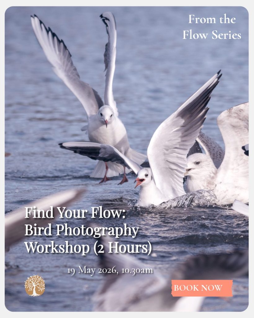 Find Your Flow: Bird Photography Workshop (2 Hours)